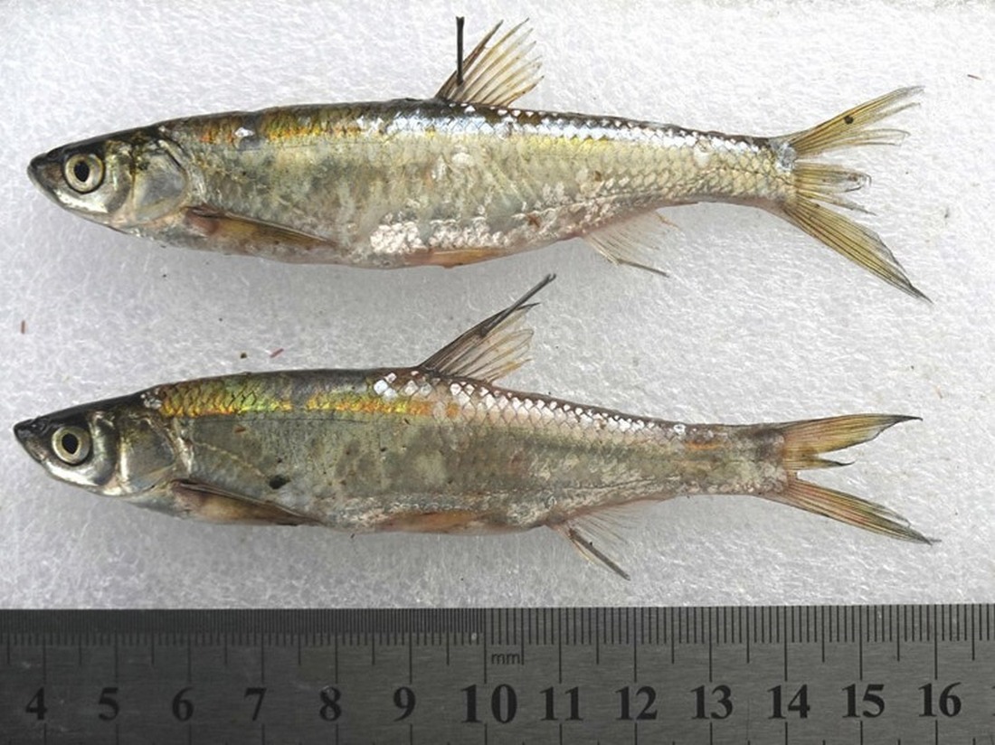 (Hemiculter Bleeker, 1860) Род Хемикультеры, Востробрюшки, Genus